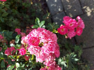 pink and white flowers,
Rose flower

