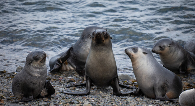 baby fur seals,  Stromness, old whaling station, South Georgia