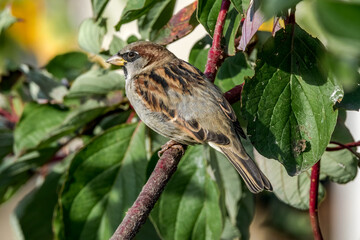 House Sparrow (Passer domesticus) male in park, Central Russia