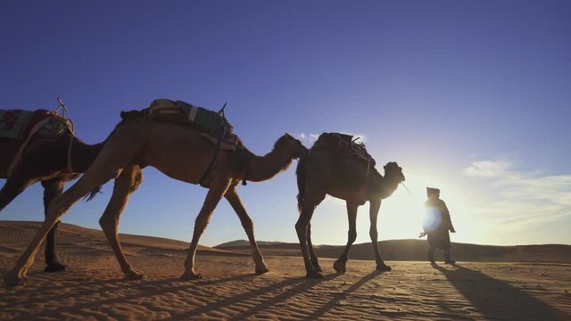 A man leading a camel train across the Moroccan Sahara Desert, Morocco, Africa