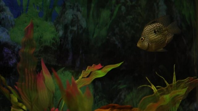 Full shot frame of a Dascyllus trimaculatus fish swimming