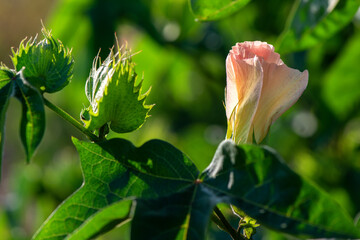 Cotton flower blooming at the field.