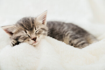 Striped tabby kitten sleeping on white fluffy plaid Closeup. Portrait with paw of beautiful fluffy gray kitten. Cat, animal baby, kitten lies in bed.
