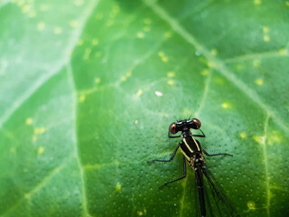 A beautiful dragon fly is perched on the leaves of a green tree. This is a garden.
