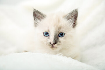 White kitten with blue eyes. Portrait of beautiful fluffy white kitten. Cat, animal baby, kitten with big eyes lies on white plaid and looking in camera