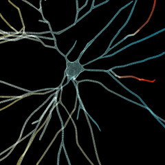 Neuron, brain cell