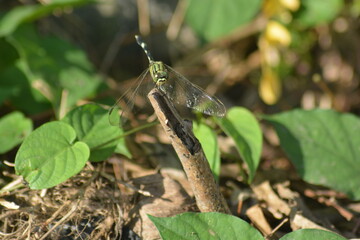 dragonfly on a branch