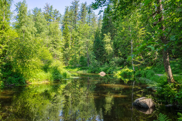 Quiet little river in the middle of the forest
