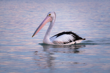 Fototapeta na wymiar Close up picture of a wild pelican swimming at the sea. Sunset time, pink sky. Black and white feathers, pale pink beak. Vertical picture. Whyalla, Eyre Peninsula, South Australia