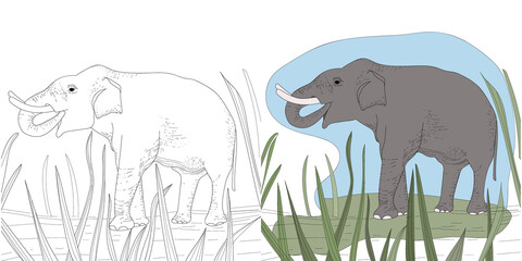 Coloring of the book pages. Animals in nature. Big adult elephant in the grass. Linear sketch and gray colored drawing.