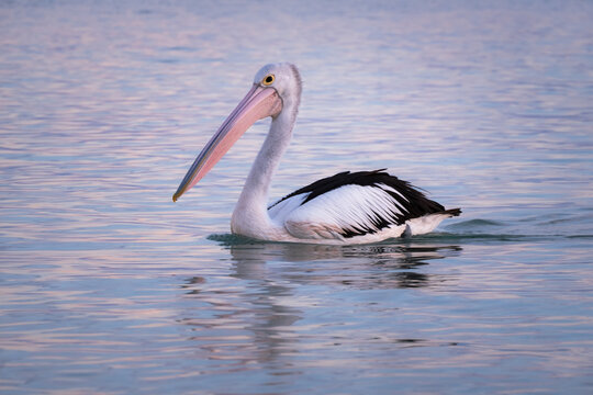 Close up picture of a wild pelican swimming at the sea. Sunset time, pink sky. Black and white feathers, pale pink beak. Vertical picture. Whyalla, Eyre Peninsula, South Australia