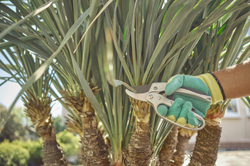 Hand of unrecognizable person in colorful glove is trimming green yucca or small palm tree with...