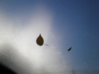A small yellow leaf lies on the fogged window against the blue sky
