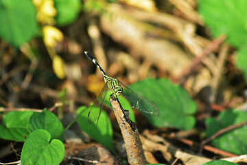 green dragonfly on a branch