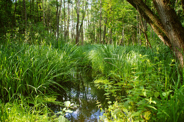 Swamp with reeds in water – natural environment