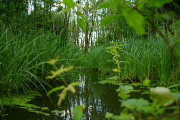 Swamp with reeds in water – natural environment