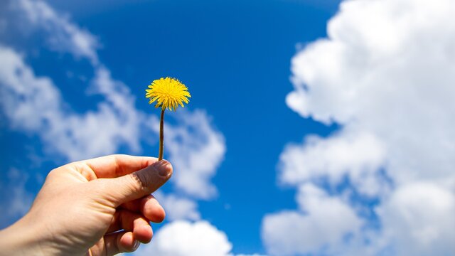 Person's hand holding a yellow dandelion against a blue cloudy sky