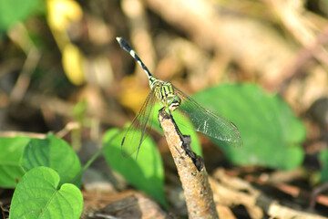 dragonfly on a leaf