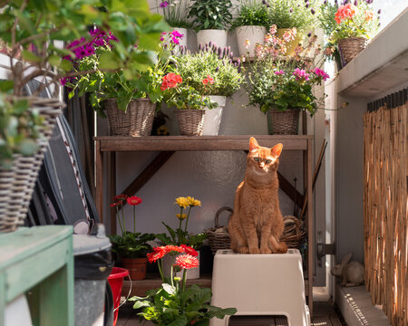 Red / ginger cat sits on a small stool on the balcony in front of a plant pot table with various outdoor plants and flowers