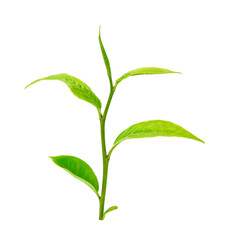 tea leaf on isolated white background
