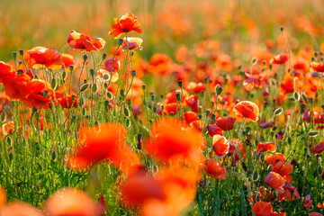 Blooming red poppies in a summer meadow