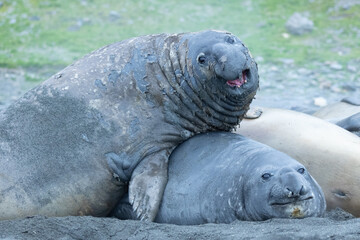 Elephant Seals at King penguin colony at St Andrews Bay, South Georgia