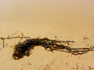 Seaweed. Dark green long algae on the yellow sand. Kelp and Seaweed washed upon the shore in Ericeira, Portugal.