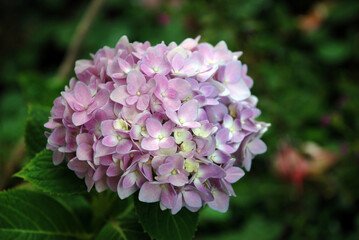 
Pink flowers in the garden.