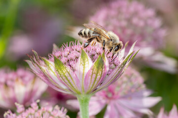Bee - Apis mellifera - pollinates Astrantia Major
