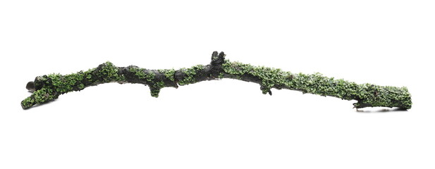 Common green lichen on tree branch (Flavoparmelia caperata) isolated on white background, clipping...