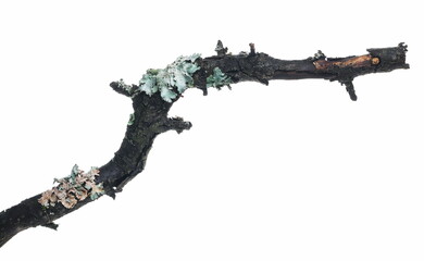 Common green lichen on tree branch (Flavoparmelia caperata) isolated on white background, clipping path