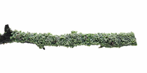 Common green lichen on tree branch (Flavoparmelia caperata) isolated on white background, clipping path