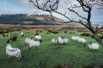 Flock of sheep in a green field. Mountain covered in snow in the background. Winter season, Rural Ireland.  Blue cloudy sky. Farming and agriculture in winter season