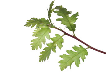 Green oak leaves on twig isolated on white background with clipping path