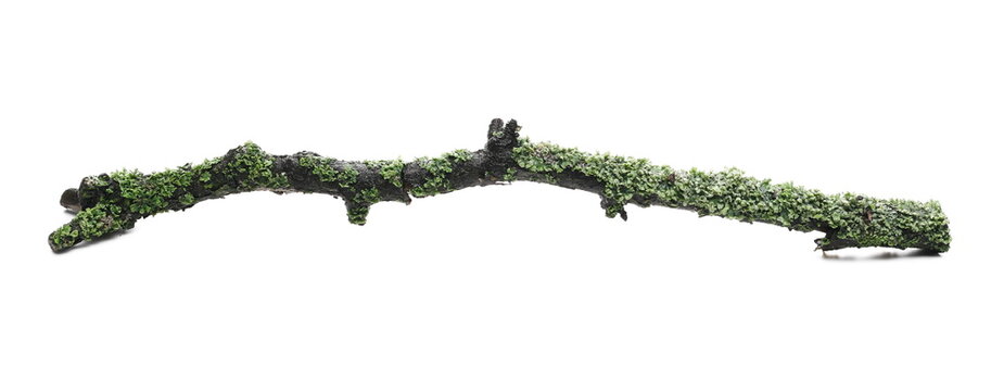Common green lichen on tree branch (Flavoparmelia caperata) isolated on white background, clipping path