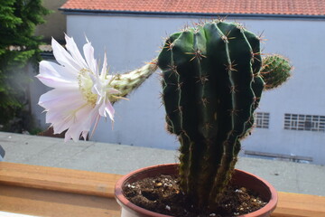 Kaktusblüte weiß