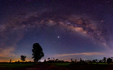Panorama Night starry sky with purple milky way and old tree in forest dark night landscape. Space...