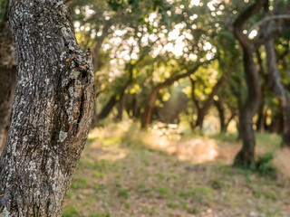 Obraz premium Closeup of tree bark and defocused forst with bokeh