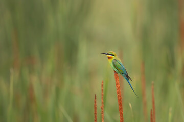 Blue tailed bee eater