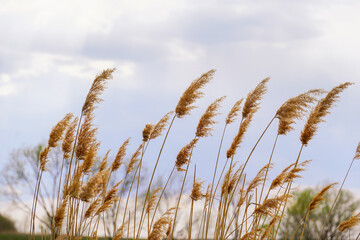 The tall, Dry reeds on the shore of the lake under a cloudy sky