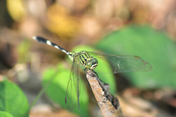 dragonfly on a leaf