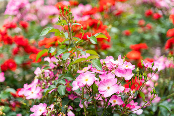 pink flowers in the garden