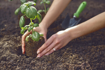 Hands of unknown female are planting young green basil sprout or plant in soil. Organic eco seedling. Sunlight, ground, small garden shovel. Close-up - Powered by Adobe