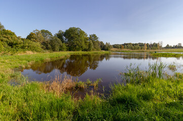 Fototapeta na wymiar Blue sky, trees reflected in the calm water of the lake. In the foreground, bright green reeds grow on the shore. Rural landscape in Latvia