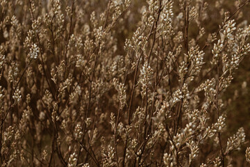 Cocksfoot / bluegrass stalks field. Minimal nature landscape background.