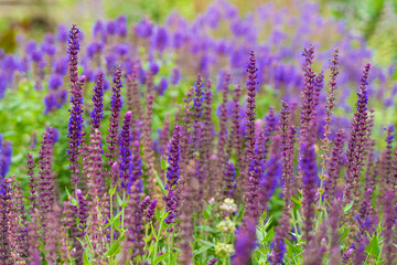 Obraz premium field of lavender