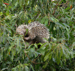 Brazilian porcupine feeding in a tree in the Brazilian Pantanal
