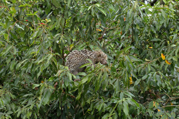 Brazilian porcupine feeding in a tree in the Brazilian Pantanal