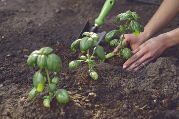 Hands of lady gardener are planting young green basil sprouts or plants in fertilized black soil. Sunlight, ground, small garden shovel. Close-up