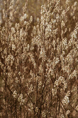 Cocksfoot / bluegrass stalks field. Minimal nature landscape background.